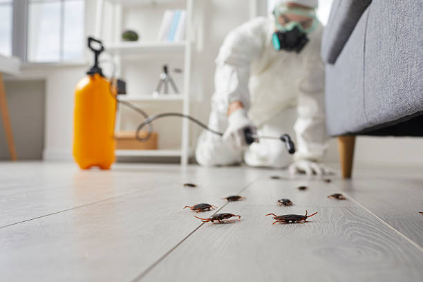Commercial Rodent Management in Mattituck